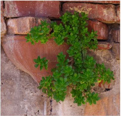 зелёный цветок на кирпичной стене